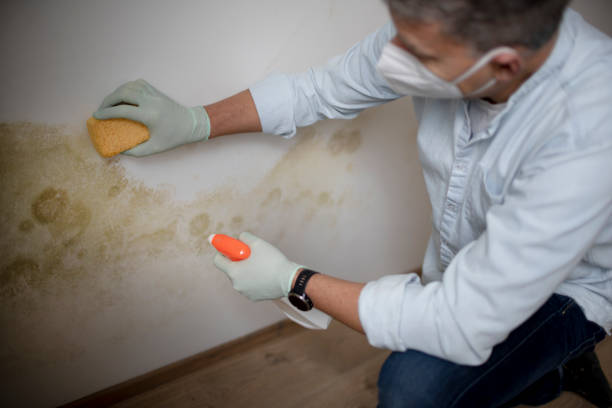 Trusted Dothan, AL Mold Remediation Experts