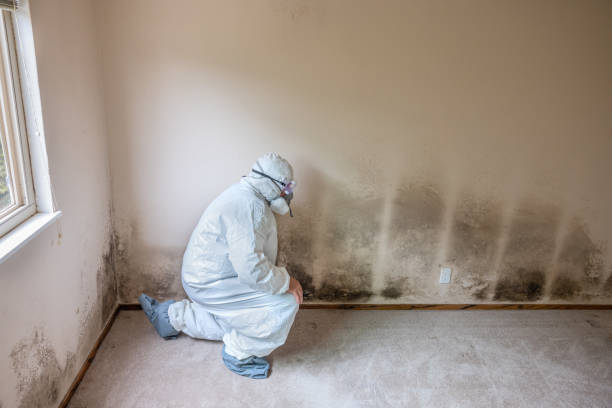 Best Industrial Mold Remediation in Dothan, AL
